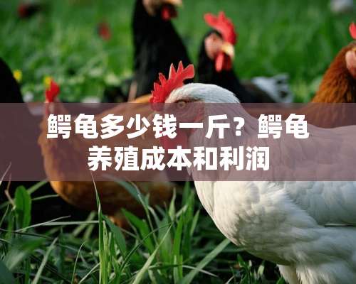 鳄龟多少钱一斤？鳄龟养殖成本和利润