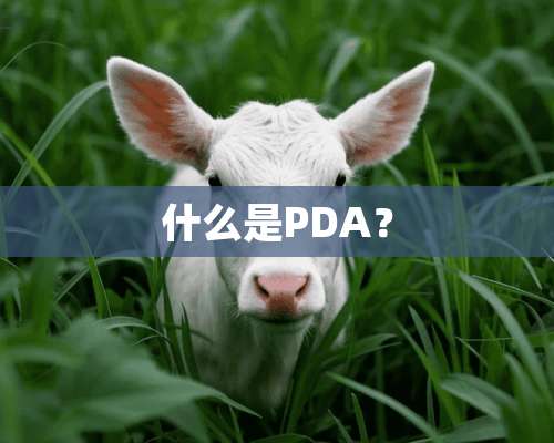 什么是PDA？