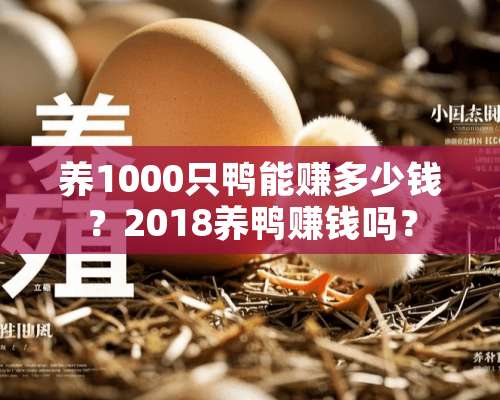 养1000只鸭能赚多少钱？2018养鸭赚钱吗？