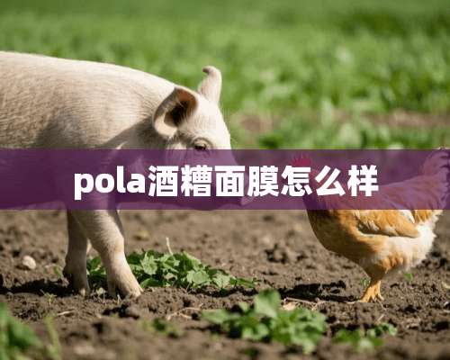 pola酒糟面膜怎么样