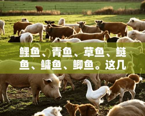 鲤鱼、青鱼、草鱼、鲢鱼、鳙鱼、鲫鱼。这几种鱼的食物是什么？哪种肉质好？口感好？适合什么烹饪方法？