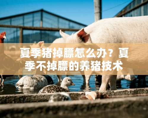 夏季猪掉膘怎么办？夏季不掉膘的养猪技术