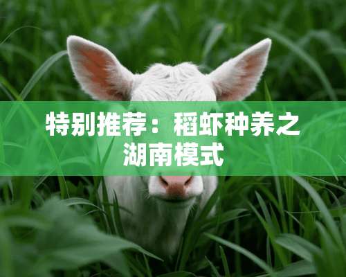 特别推荐：稻虾种养之湖南模式