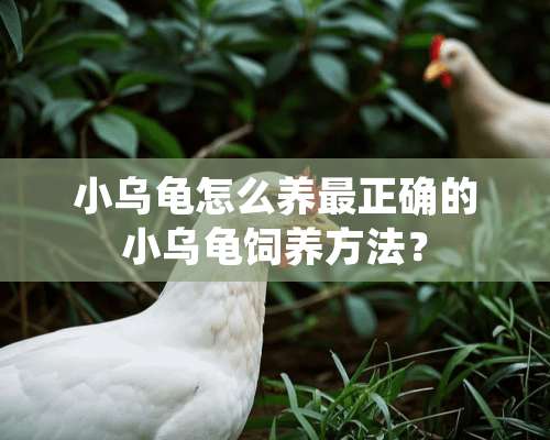 小乌龟怎么养最正确的小乌龟饲养方法？