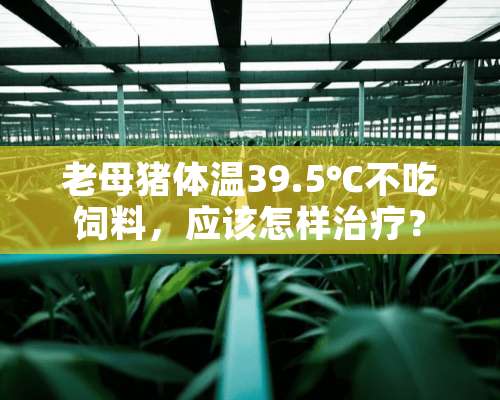 老母猪体温39.5℃不吃饲料，应该怎样治疗？