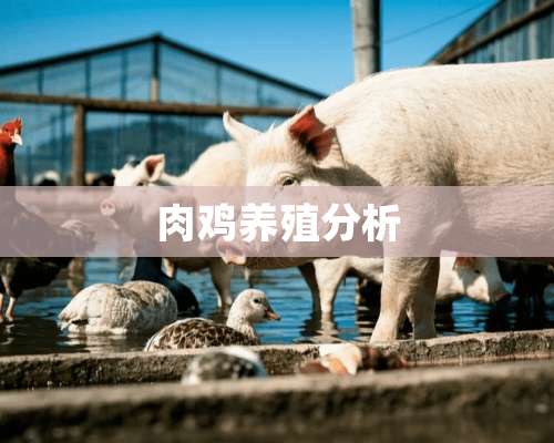 肉鸡养殖分析