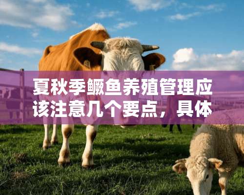 夏秋季鳜鱼养殖管理应该注意几个要点，具体应该怎么去做？