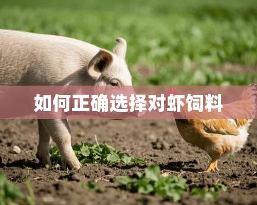 如何正确选择对虾饲料