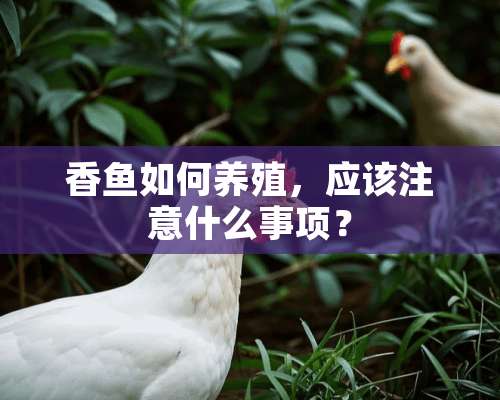 香鱼如何养殖，应该注意什么事项？