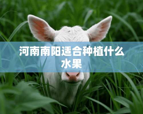 河南南阳适合种植什么水果