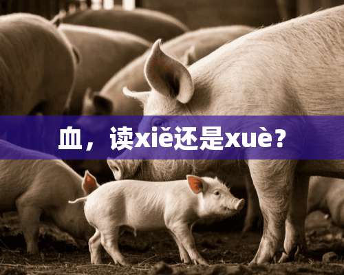 血，读xiě还是xuè？