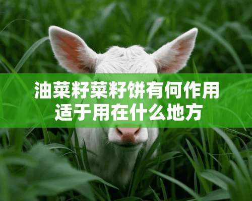 油菜籽菜籽饼有何作用 适于用在什么地方