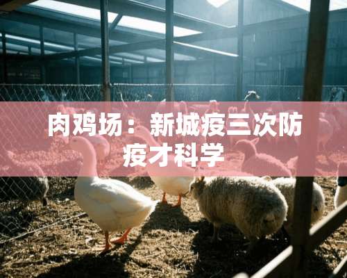 肉鸡场：新城疫三次防疫才科学