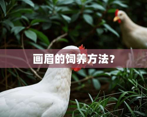 画眉的饲养方法？