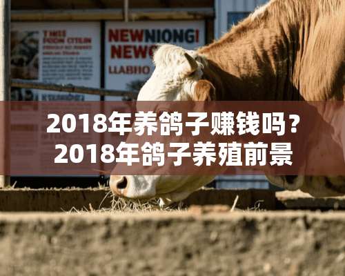 2018年养鸽子赚钱吗？2018年鸽子养殖前景