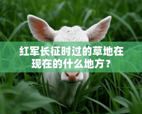 **长征时过的草地在现在的什么地方？