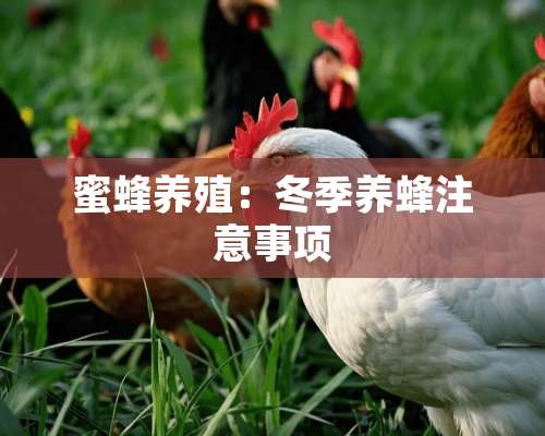 蜜蜂养殖：冬季养蜂注意事项