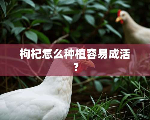 枸杞怎么种植容易成活？