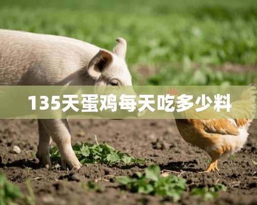 135天蛋鸡每天吃多少料