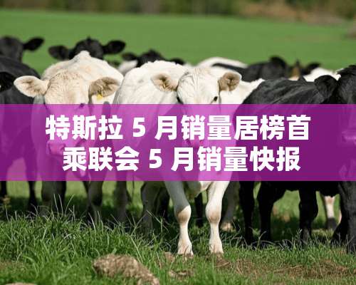 特斯拉 5 月销量居榜首 乘联会 5 月销量快报