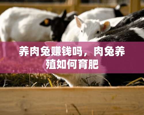 养肉兔赚钱吗，肉兔养殖如何育肥