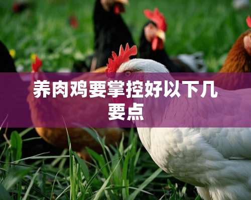 养肉鸡要掌控好以下几要点