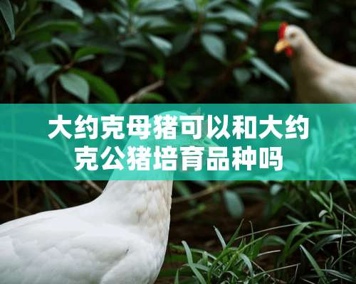 大约克母猪可以和大约克公猪培育品种吗