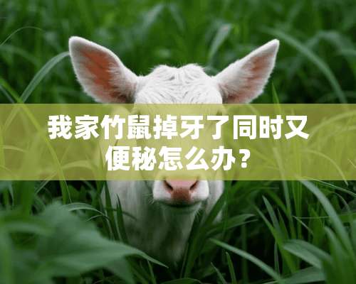 我家竹鼠掉牙了同时又便秘怎么办？