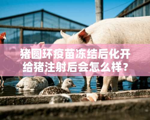 猪圆环疫苗冻结后化开给猪注射后会怎么样？