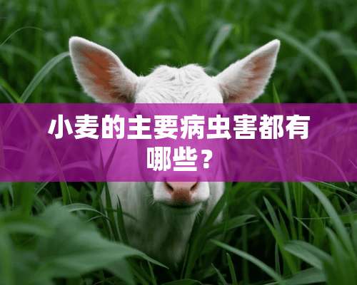 小麦的主要病虫害都有哪些？