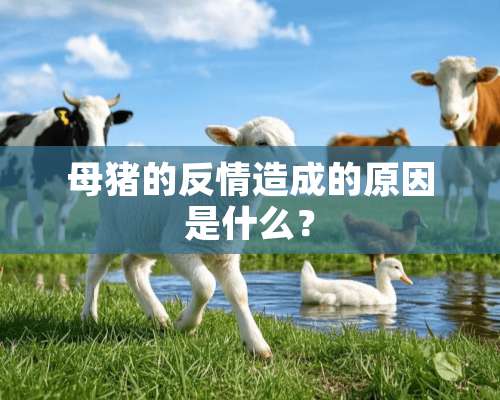 母猪的反情造成的原因是什么？