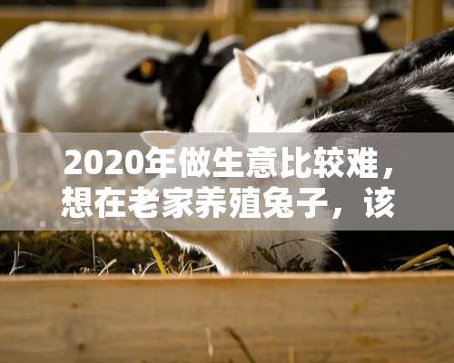 2020年做生意比较难，想在老家养殖兔子，该怎么销售