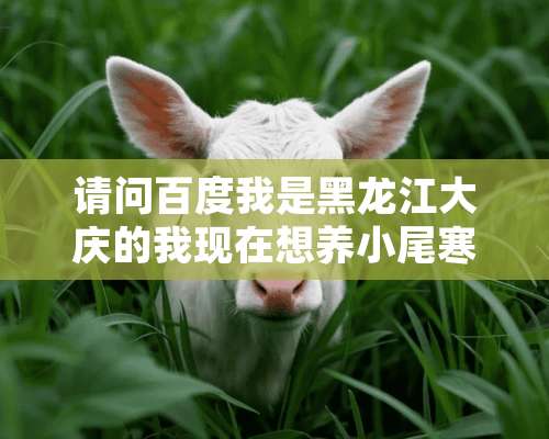 请问百度我是黑龙江大庆的我现在想养小尾寒羊不知道行不行