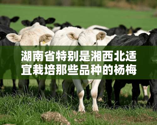 湖南省特别是湘西北适宜栽培那些品种的杨梅？