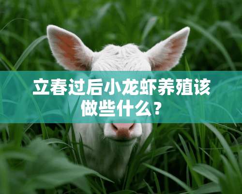 立春过后小龙虾养殖该做些什么？