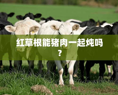 红草根能猪肉一起炖吗？