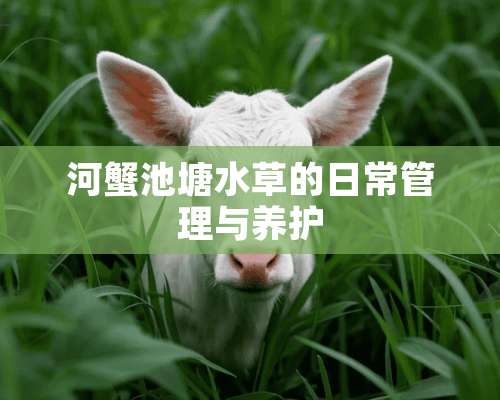 河蟹池塘水草的日常管理与养护