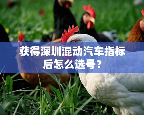 获得深圳混动汽车指标后怎么选号？