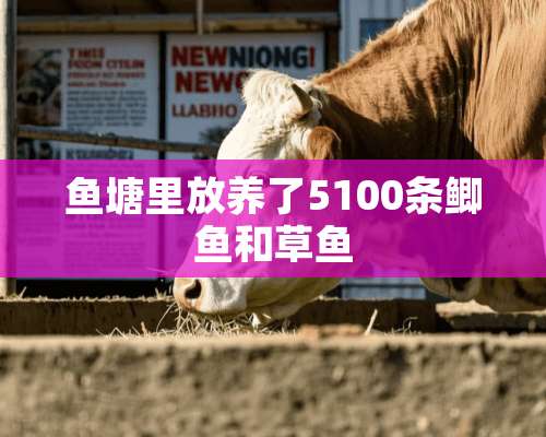 鱼塘里放养了5100条鲫鱼和草鱼