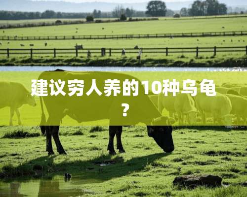 建议穷人养的10种乌龟？