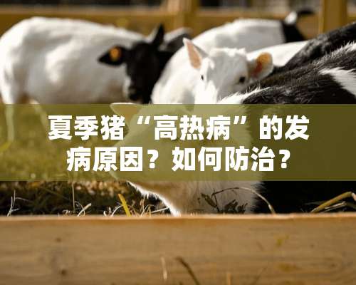 夏季猪“高热病”的发病原因？如何防治？