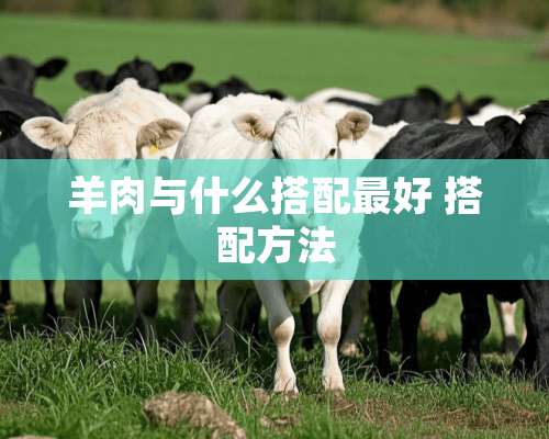 羊肉与什么搭配最好 搭配方法