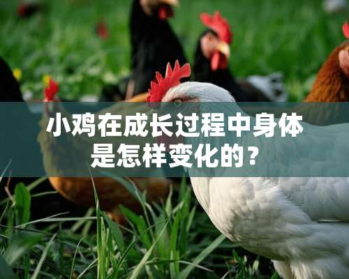 小鸡在成长过程中身体是怎样变化的？