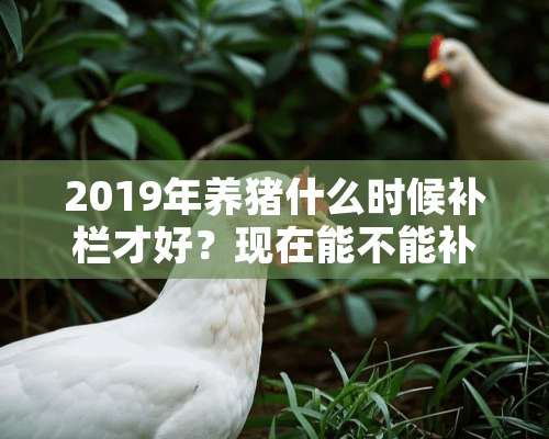 2019年养猪什么时候补栏才好？现在能不能补栏？