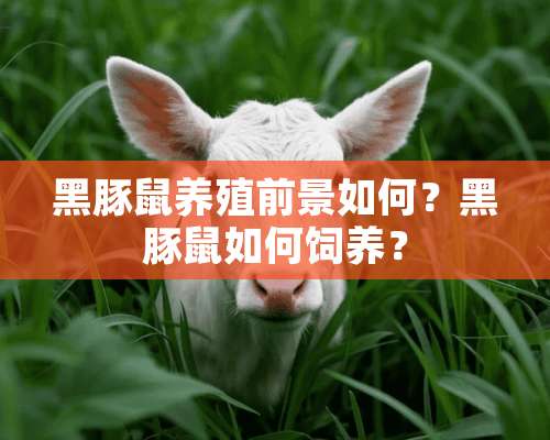 黑豚鼠养殖前景如何？黑豚鼠如何饲养？