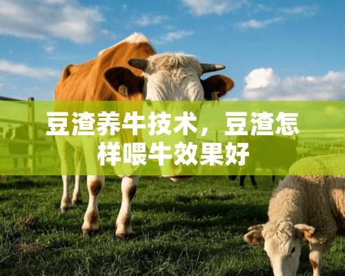 豆渣养牛技术，豆渣怎样喂牛效果好