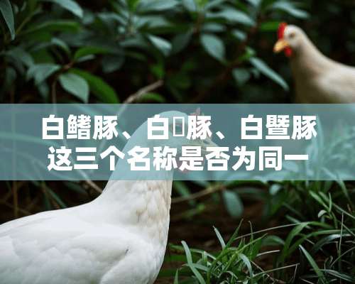 白鳍豚、白鱀豚、白暨豚这三个名称是否为同一物种？