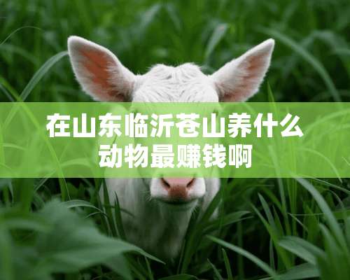 在山东临沂苍山养什么动物最赚钱啊