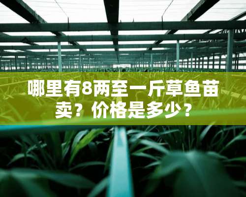 哪里有8两至一斤草鱼苗卖？价格是多少？