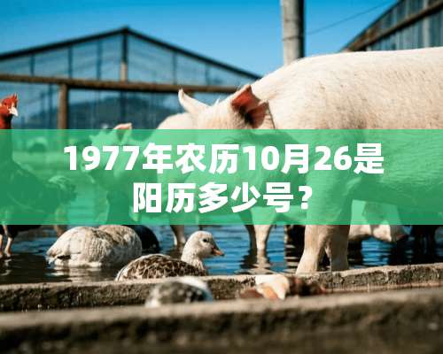 1977年农历10月26是阳历多少号？